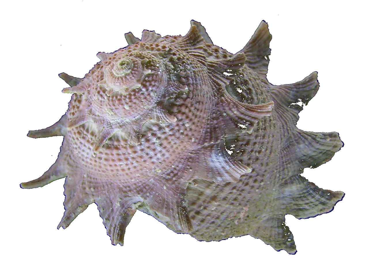 Astraea heliotropium shell